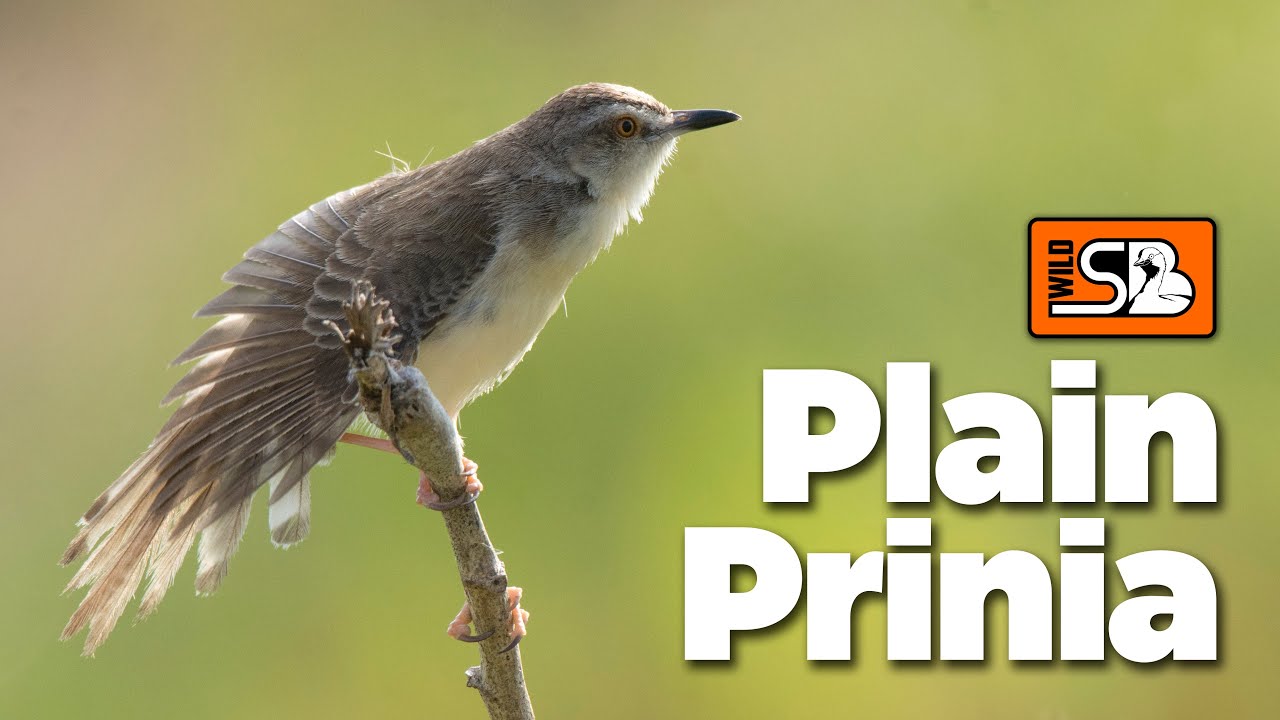 Plain Prinia | Birds | Wild SB