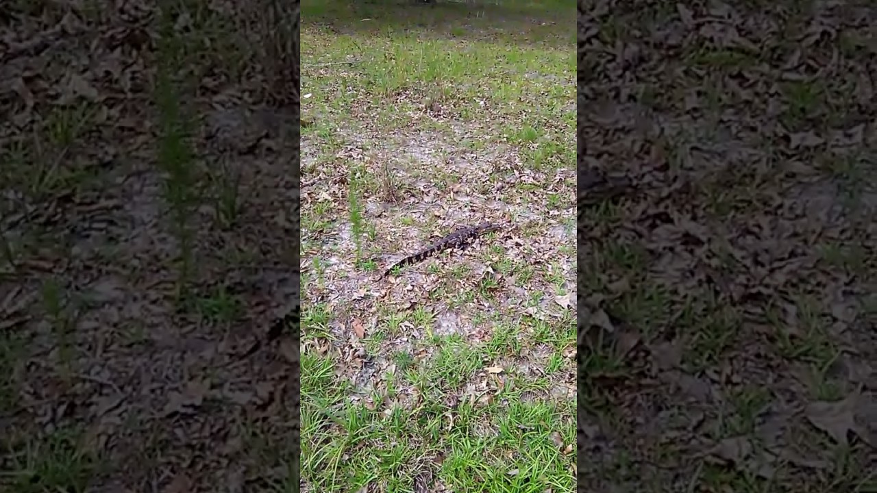 GATOR VISION 😂😂😂