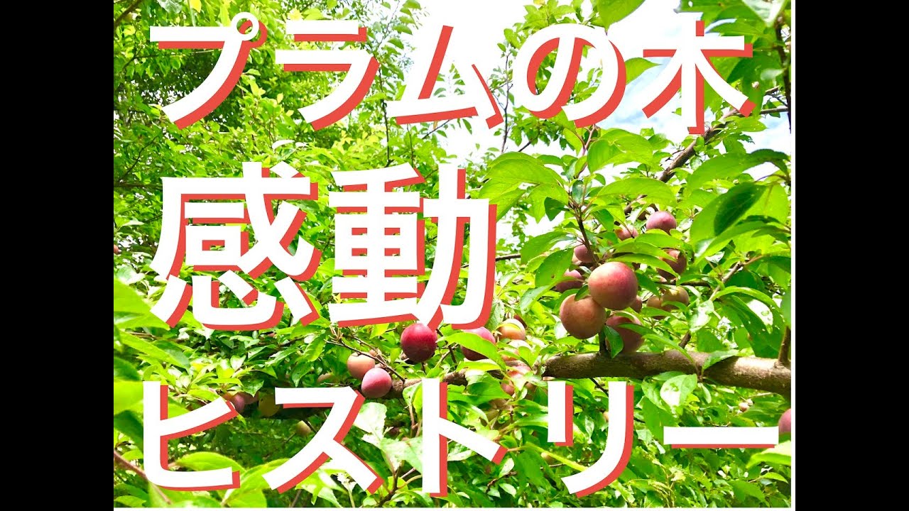 【その木には歴史がある】〜復活のプラム〜