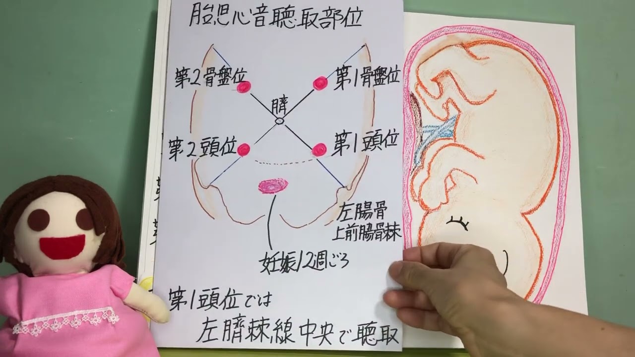 母性看護学　レオポルド触診法