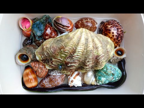 Видео: Как да изберете Hermat Crab Shells по форма и размер