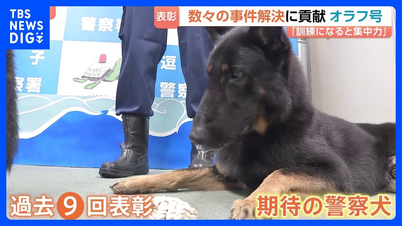 Police dog 