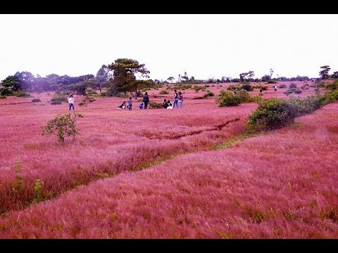 Video Đồi Cỏ Hồng, Đăk Đoa, gialai ,Điểm Đến Đầy ,ấn tượng - youtube