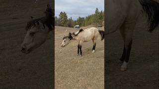 this little filly has heritage....   #spanishmustang