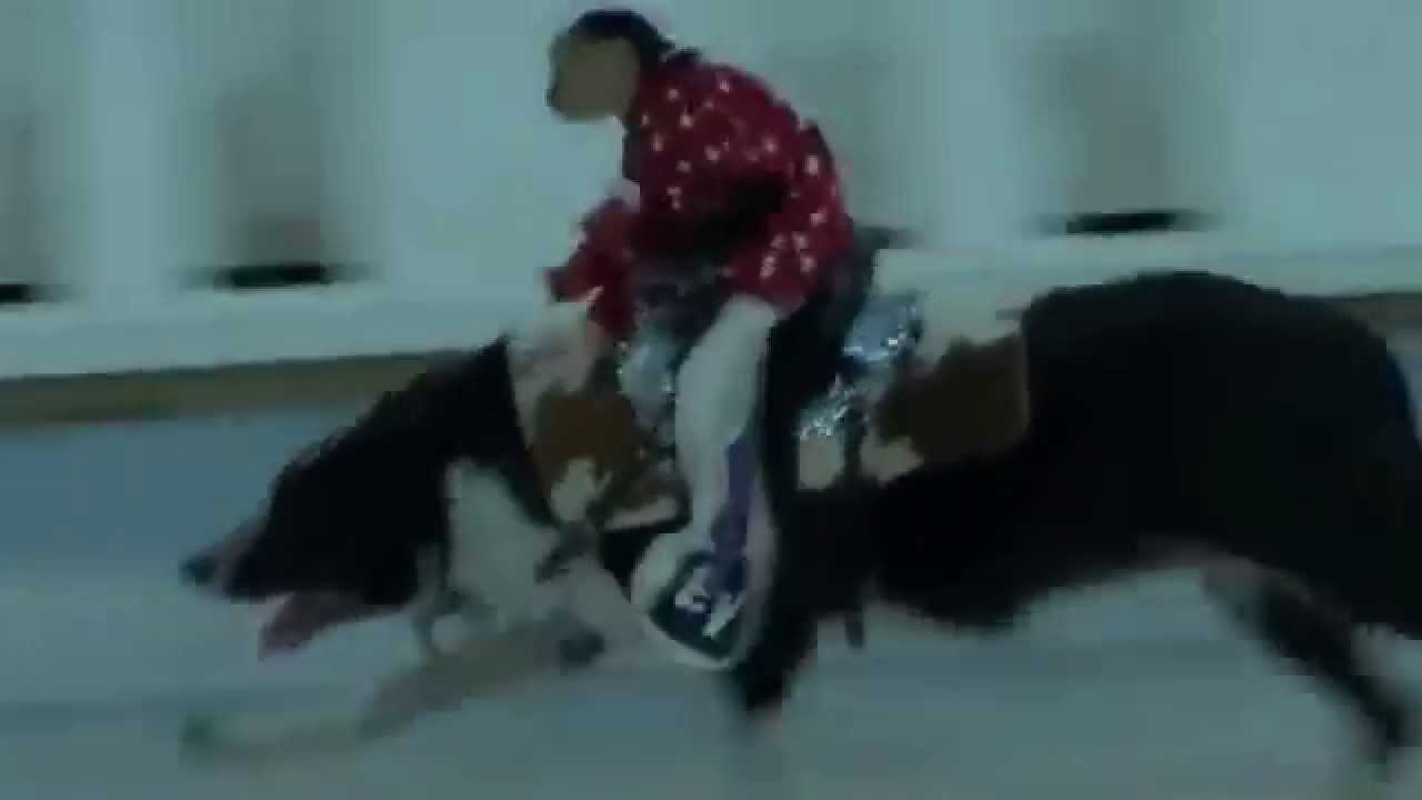 Monkey Riding Dog (Шок)