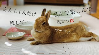 妻と2人で買い物に出かけたら不機嫌そうな顔になるうさぎ　#1066