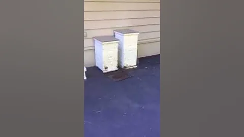 Bees moving in!