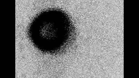 Dictyostelium mound formation