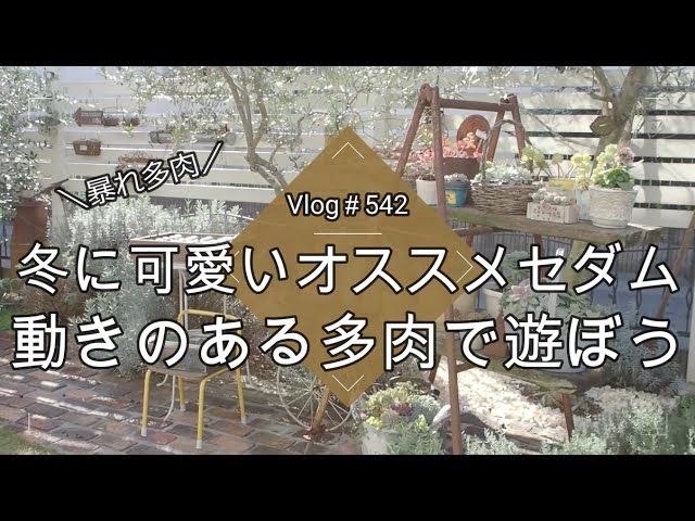 Vlog 542] [Succulents] Cute winter sedums are recommended 💖 Let's