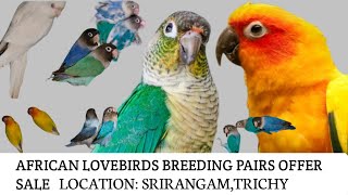 African lovebirds Breeding Pairs Offer Sale | Sun Conure| Small Conure