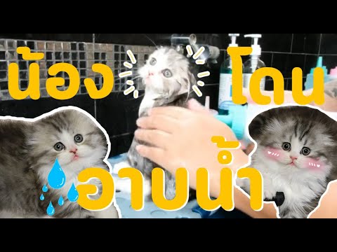 ฝึกแมวเด็กอาบน้ำ!! | แมวส่งของ