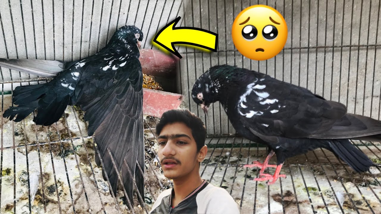 Aj Mera Black Pigeon Expire Ho Gya YouTube aj-mera-black-pigeon-expire-ho-gya-youtube