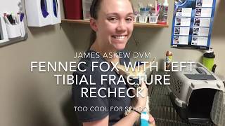 FENNEC FOX WITH LEFT TIBIAL FRACTURE RECHECK