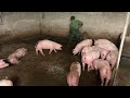 Vệ sinh chuồng lợn, lợn 2 tháng tuổi đạt 70kg