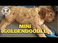 Should you buy a Mini Goldendoodle Puppy??????