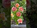 Why Fun in the Sun Is One of My Favorite Roses#rose #gardening#rosecaring#garden#rosegarden