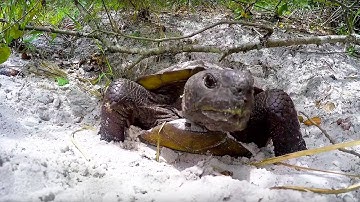 GoPro Awards: Headbanging Tortoise