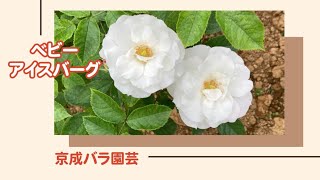 才のバラ ばら特集 | 種・苗・球根・ガーデニング用品・農業資材の通販