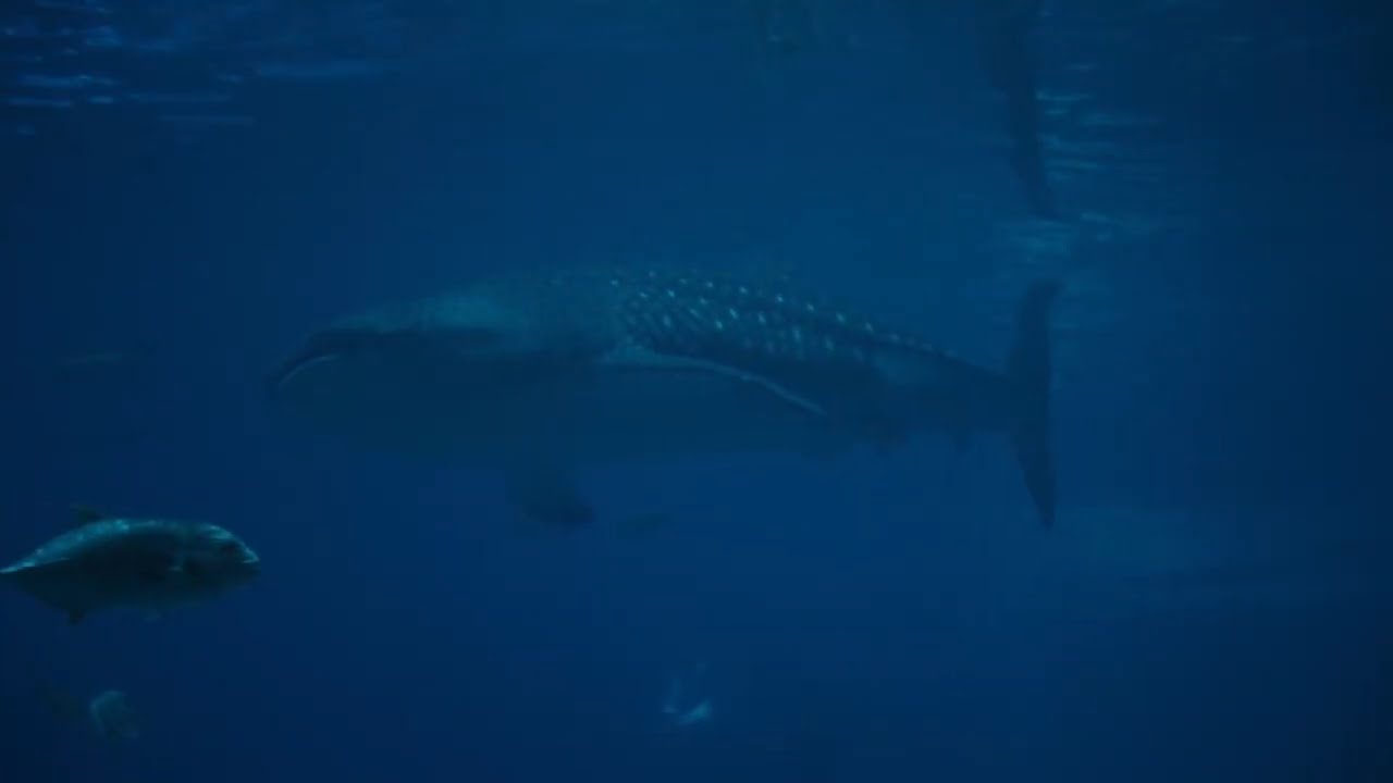 le chant de la baleine bleue 2 YouTube