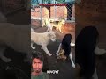 Other Dogs vs king Charles☠️