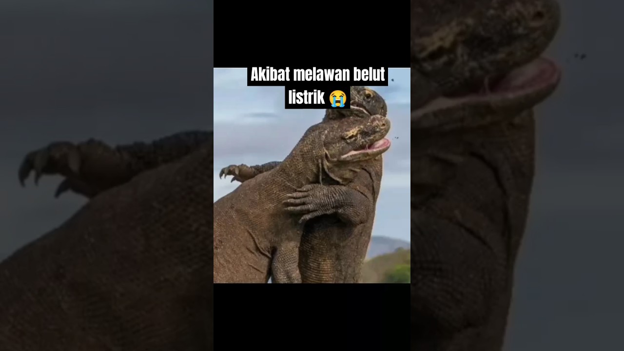 KOMODO VS BELUT LISTRIK 