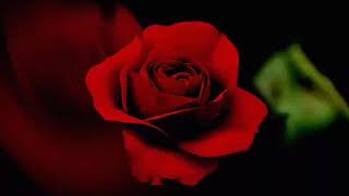 Blooming rose background/gifs/animations