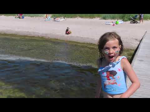 Video: En Halvspist Hai Funnet På En Strand I Florida - Alternativ Visning