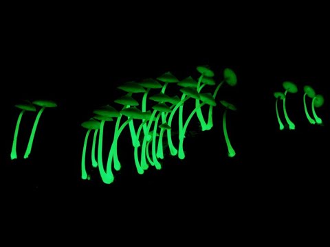 Illuminating Fungi the Science of Fungal Bioluminescence