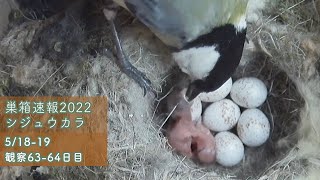 The Japanese Tit's eggs have hatched, but the father is gone...(Day6364 May1819 2022)