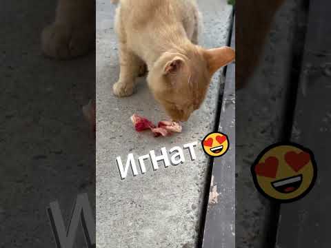 Сегодня  праздник у собак...😍 #помощьбездомнымживотным #непокупайприюти