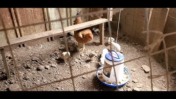 Yuav teeb zes qaib li cas qe thiaj tsis tawg daug zoo thiab tsis muaj hmob 03/06/2022