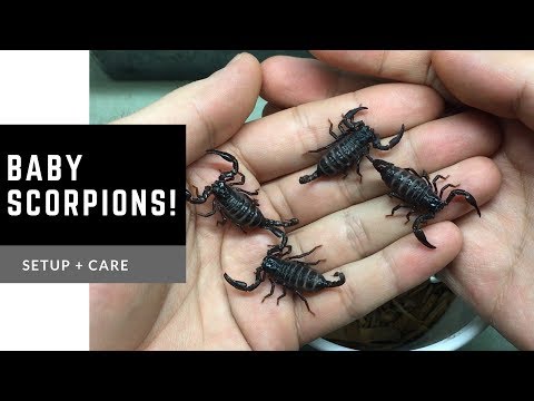 New Pets | Baby Asian Scorpions (Heterometrus spinifer)