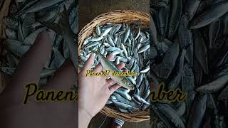 Panen Ikan Sardin Pelabuahan Prigi