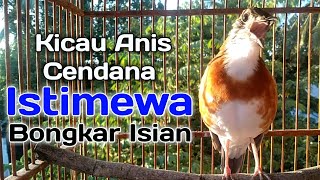 Anis Cendana Gacor Istimewa Terbaru