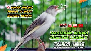 Kenari GACOR NGEREK‼️ Masteran Kenari PAUD dan Pancingan Kenari MACET BUNYI dan Betina NGIWIR - 275
