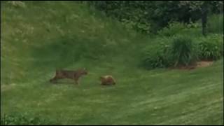 Bobcat vs Groundhog
