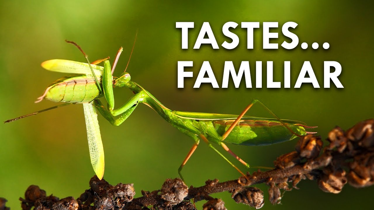 These Animals Eat Their Babies YouTube