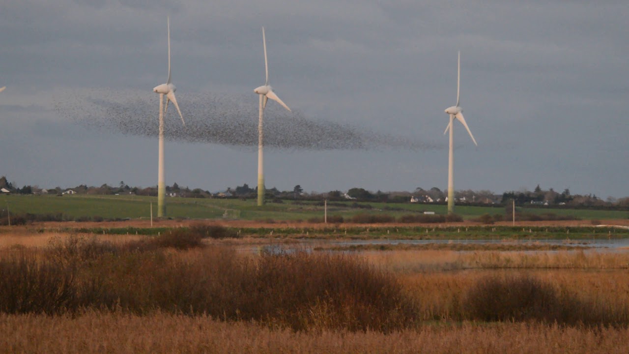 Starling Murmuration