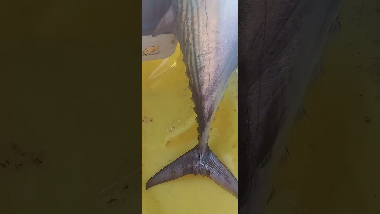 pez bonito se enreda la línea pesco sin anzuelo 