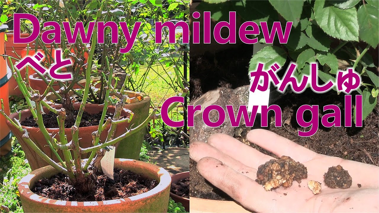 [Как выращивать розы октябрь-ноябрь] Меры борьбы с ложной мучнистой росой и желчью.