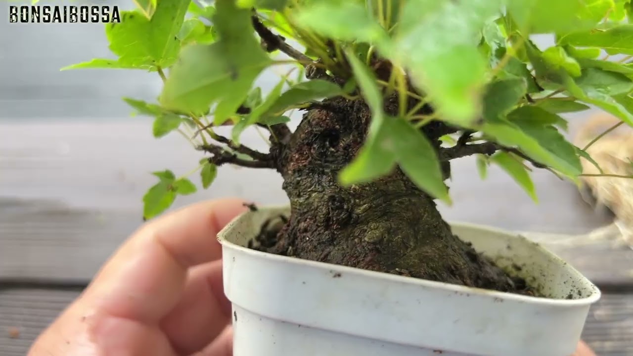 KED7] The cutting marks seem to have blended in. #bonsai