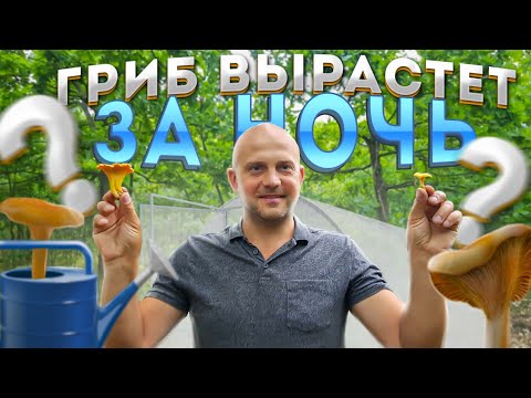 Выращивание лесных грибов в теплице .Эксперимент .Каждый день ходил в лес с лейкой и поливал лисички