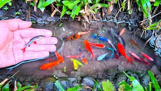 Wadidaw! Tangkap ikan cupang hias, ikan hiu air tawar, ikan warna-warni, ikan-ikan kecil, ikan besar