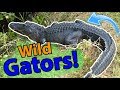 Meet the American Alligator!