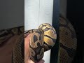 Pastel Double Het DG Clown Ball Python - part of our DG Clown Pied project.