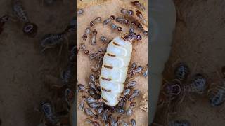 Queen Termite Laying Thousands of Eggs Inside the Colony