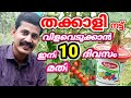 തക്കാളി നട്ട് വിളവെടുക്കാൻ ഇനി 10 ദിവസം മതി/Tomato cultivation tips Malayalam/B tech MIX MEDIA