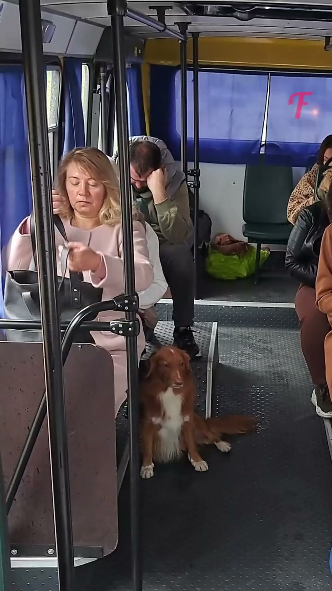 doggy stole the purse from thief #shortsvideo
