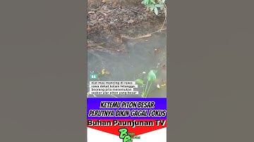 Niat Mancing, Malah Ketemu Ular Piton Besar‼️ #fishinglife #fishing #ularpiton