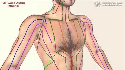 GALL BLADDER MERIDIAN (G.B.)
